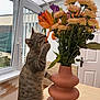 Moumouss participe au concours pour gagner de l'argent avec cette photo : cat, tabby_cat, flower, orange_lily, bouquet, vase, terracotta_vase, table, indoor, window, door, plant, pet, curious, nibbling, green_leaves, yellow_flowers, light, daylight, home