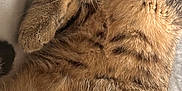 Moumouss participe au concours pour gagner de l'argent avec cette photo : cat, tabby, sleeping, fur, whiskers, pink_nose, close_up, cozy, relaxed, pet, animal, cute, domestic_cat, resting, soft, fluffy, indoor, mammal, peaceful, nap