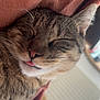 cat, tabby, sleeping, tongue_out, whiskers, close_up, pet, feline, cozy, blanket, nap, cute, indoor, resting, fur, animal, domestic, soft, relaxed, companion