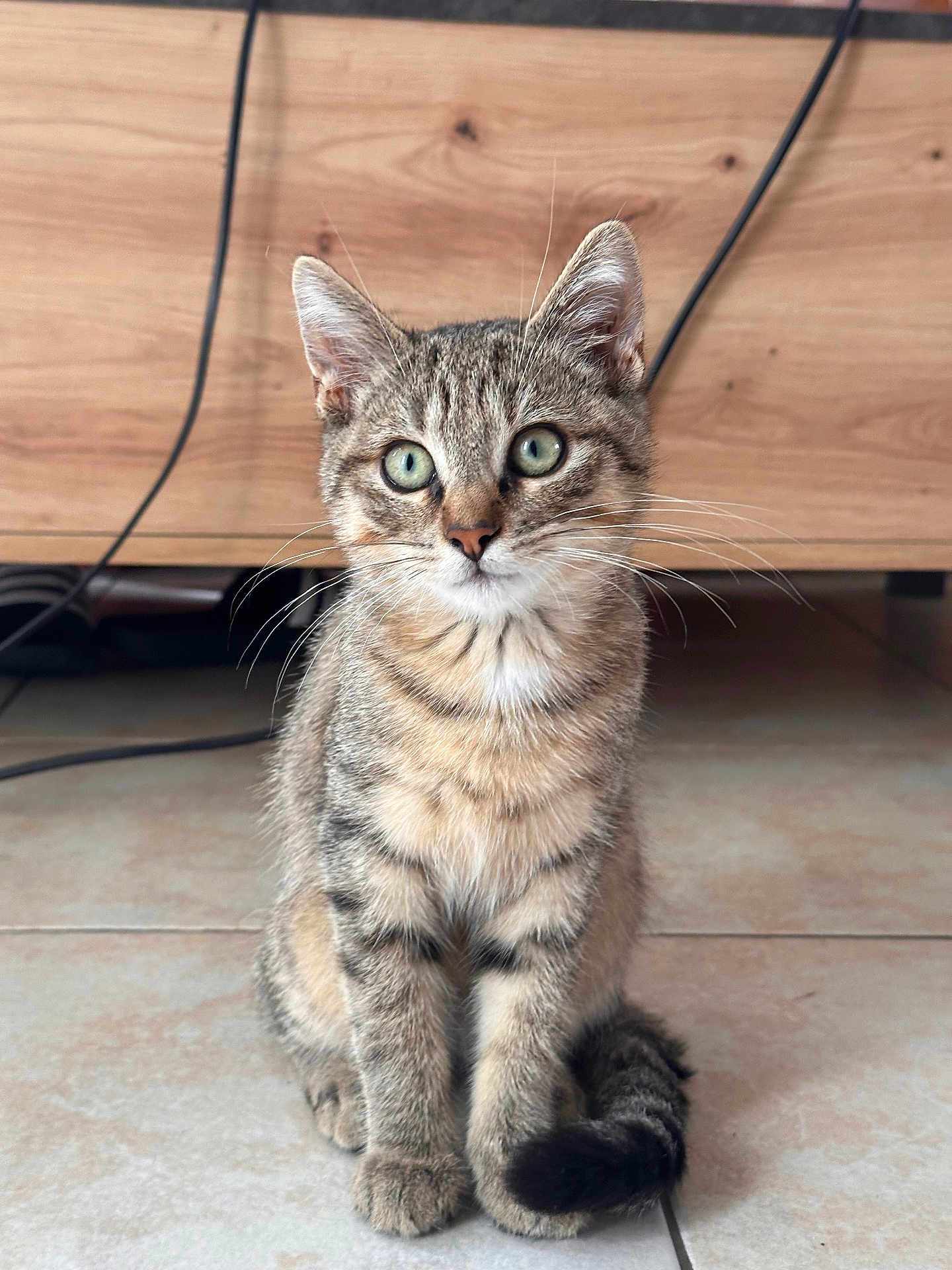 Moumouss a rejoint le concours — aidez-le/la à gagner de superbes lots ! cat, kitten, tabby, indoor, floor, wooden_furniture, curious, sitting, tail, fur, whiskers, eyes, pet, animal, domestic, cute, young, adorable, feline, portrait