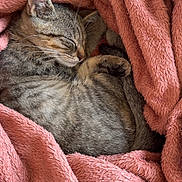 Moumouss participe au concours pour gagner de l'argent avec cette photo : kitten, cat, sleeping, tabby, cozy, blanket, pink, fur, pet, cute, resting, curled_up, indoor, soft, animal, domestic_cat, whiskers, paw, relaxed, snuggled