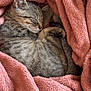 kitten, cat, sleeping, tabby, cozy, blanket, pink, fur, pet, cute, resting, curled_up, indoor, soft, animal, domestic_cat, whiskers, paw, relaxed, snuggled