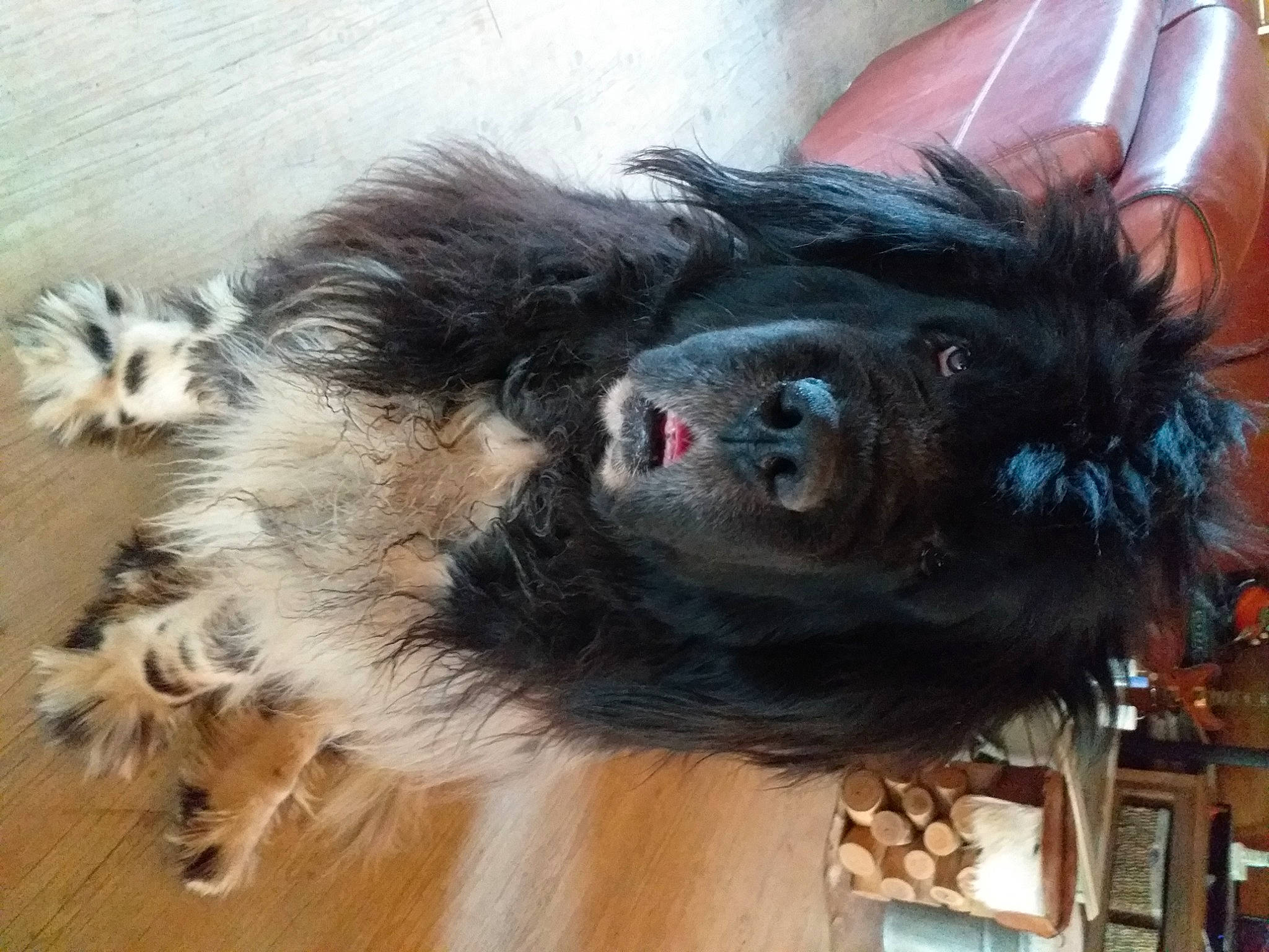 Shelby participe au concours pour gagner de l'argent avec cette photo : canidae, carnivore, claw, companion_dog, dog_breed, fawn, foot, fur, liver, paw, primate, puppy, snout, sporting_group, tail, terrestrial_animal, toy_dog, wool, working_animal