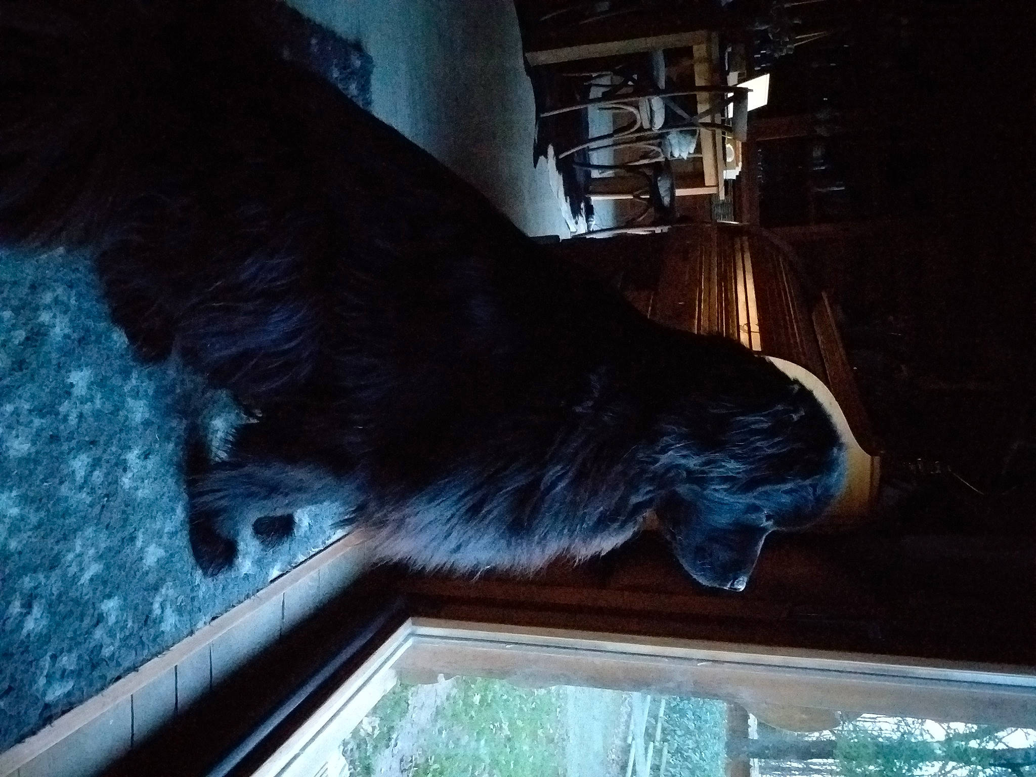 Niwok participe au concours pour gagner de l'argent avec cette photo : canidae, carnivore, companion_dog, dog, dog_breed, felidae, fur, giant_dog_breed, liver, plant, small_to_medium_sized_cats, snout, sporting_group, tail, tints_and_shades, tree, water, window, wood, working_animal