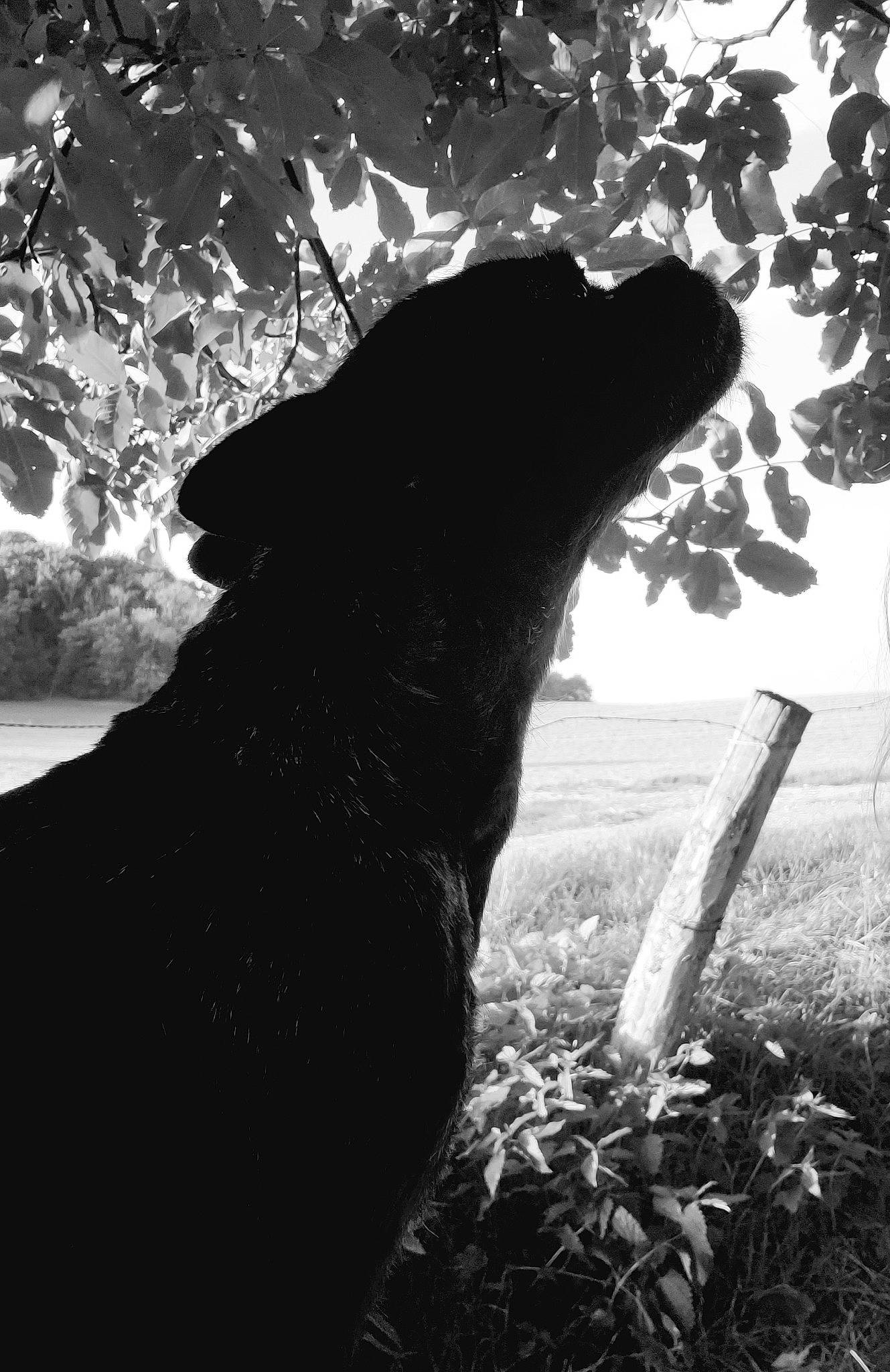Lolita participe au concours pour gagner de l'argent avec cette photo : black_and_white, carnivore, dog, dog_breed, felidae, grass, landscape, monochrome, monochrome_photography, nature, plant, snout, sporting_group, style, tail, terrestrial_animal, tints_and_shades, tree, trunk, whiskers