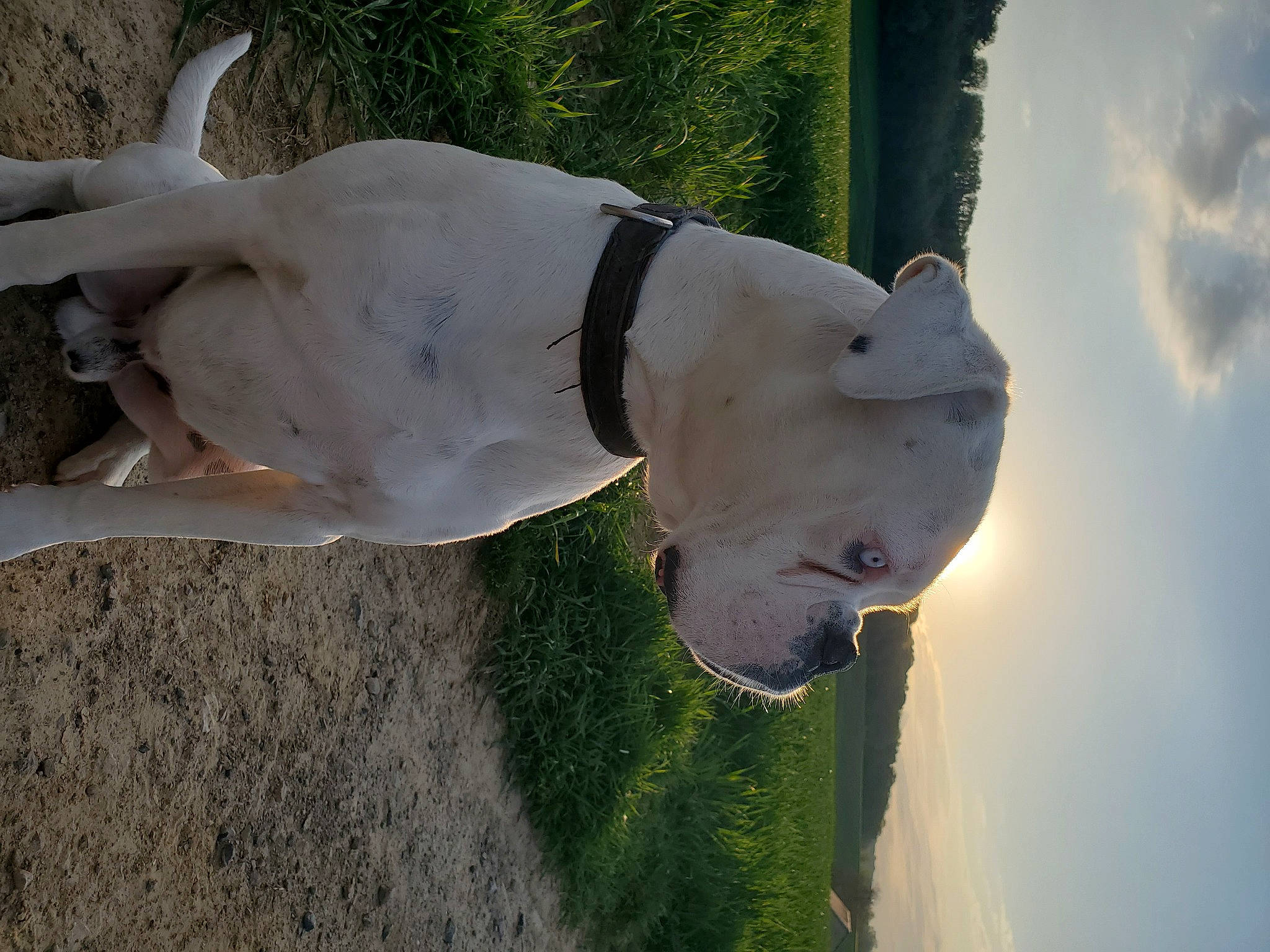 Blue participe au concours pour gagner de l'argent avec cette photo : art, canidae, carnivore, cloud, collar, companion_dog, dog, dog_breed, dog_collar, dog_supply, fawn, grass, leash, pet_supply, sculpture, sky, snout, sporting_group, tail, working_animal