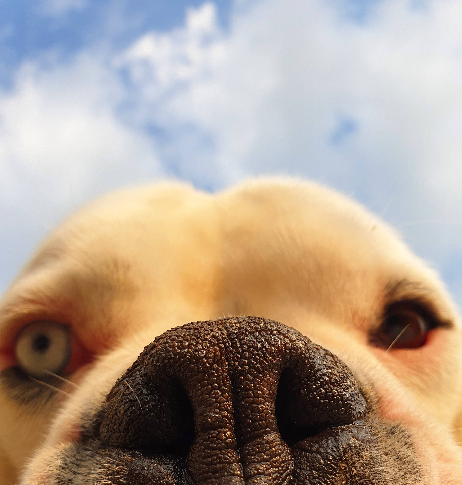 Blue participe au concours pour gagner de l'argent avec cette photo : canidae, carnivore, cloud, companion_dog, dog, dog_breed, eyelash, fawn, fur, gesture, happy, nose, paw, sky, snout, sporting_group, terrestrial_animal, whiskers, working_animal, wrinkle