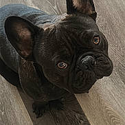 Midnight is registered to the contest to win money with this photo: animal, black_dog, canine, companion, curious, cute, dog, domestic_animal, ears, floor, flooring, french_bulldog, indoor, looking_up, mammal, pet, portrait, small_dog, wooden_floor, young_dog