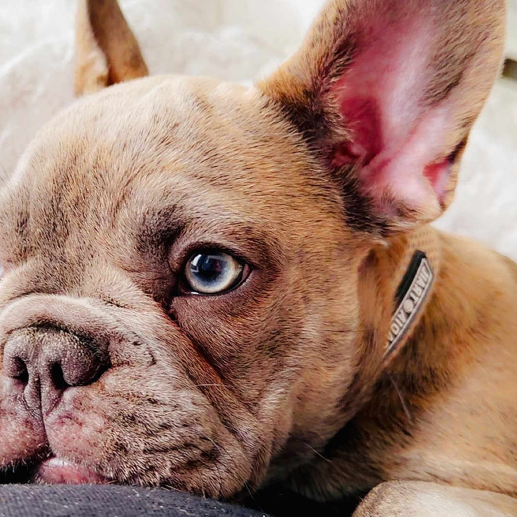 Winter is registered to the contest to win money with this photo: dog, puppy, french_bulldog, close_up, blue_eyes, wrinkles, resting, cute, pet, animal, ears, collar, snout, fur, indoors, soft, sleepy, adorable, face, canine