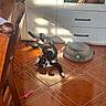 cat, tuxedo_cat, pet, animal, lying_down, belly_up, playful, relaxed, indoor, home, floor, tile_floor, sunlight, shadow, cat_bed, cat_toy, furniture, dresser, chair, portrait