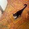 cat, tuxedo_cat, animal, pet, black_and_white, standing, tail, curled_tail, eyes, whiskers, paws, indoor, floor, tile, geometric_pattern, home, kitchen, photography, portrait, cute