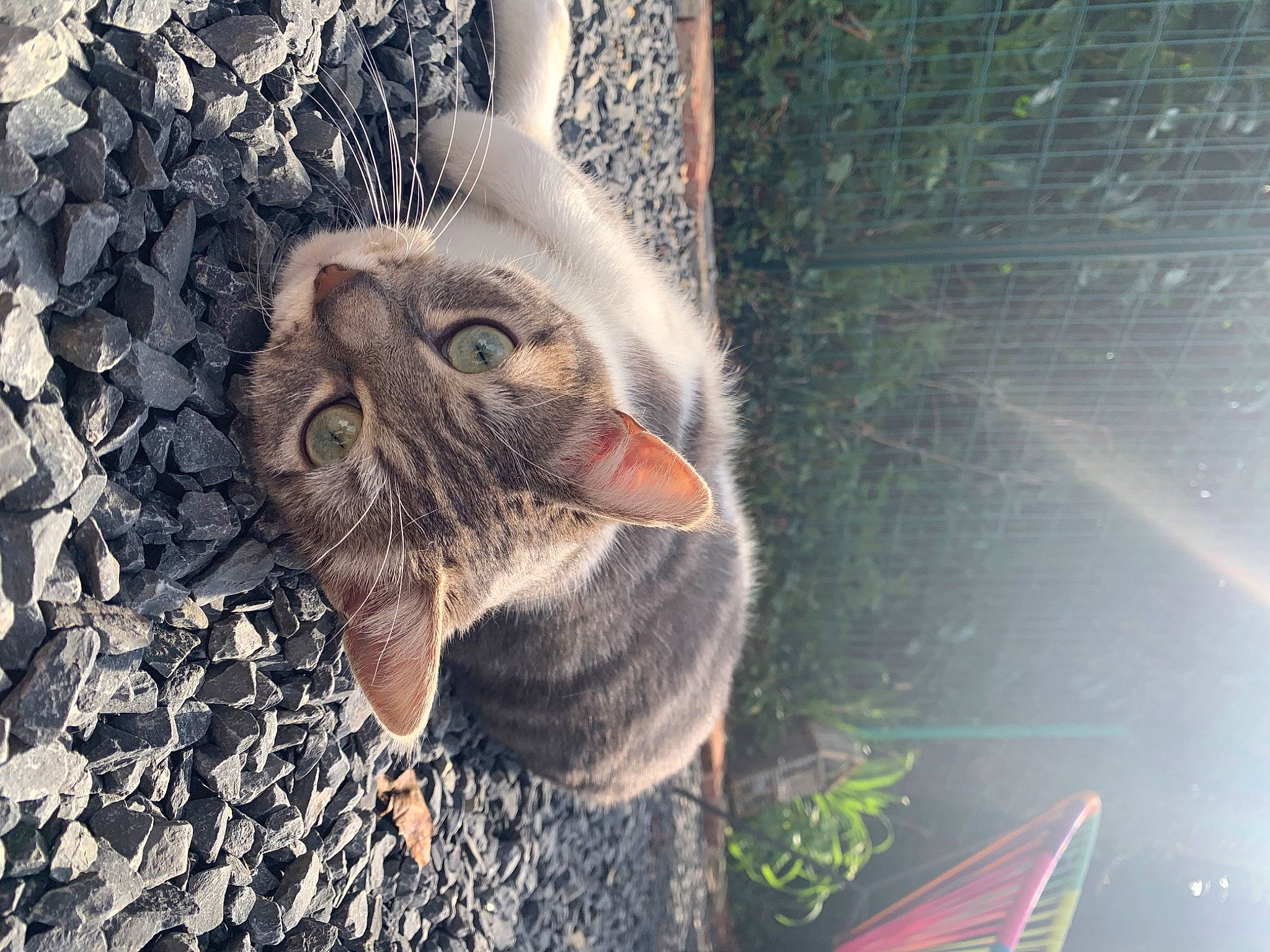 Kira participe au concours pour gagner de l'argent avec cette photo : carnivore, cat, domestic_short_haired_cat, fawn, felidae, fur, grass, grey, organism, plant, small_to_medium_sized_cats, snout, tail, terrestrial_animal, tree, trunk, whiskers, wildlife, window, wood