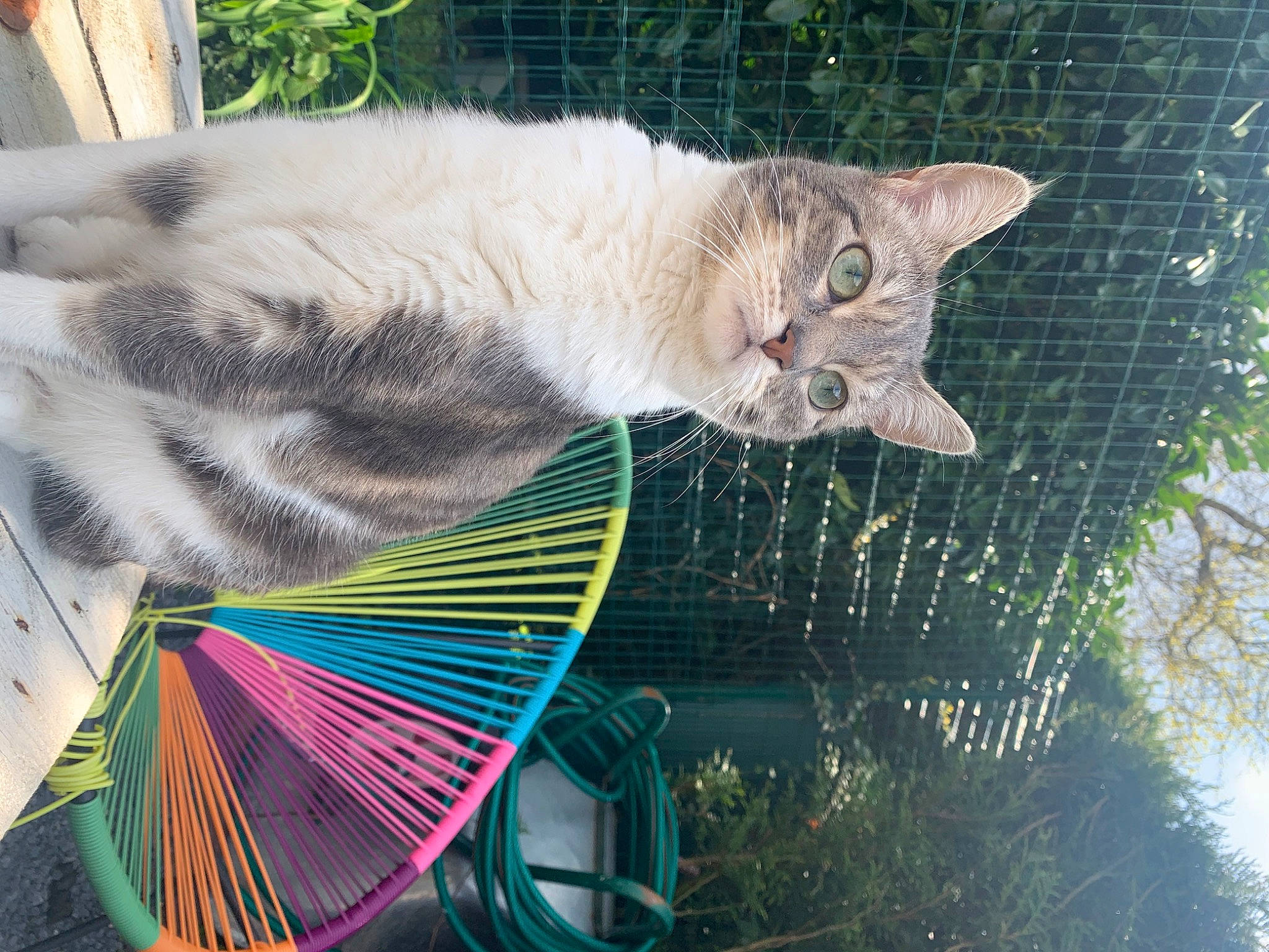 Kira participe au concours pour gagner de l'argent avec cette photo : carnivore, cat, christmas_ornament, conifer, domestic_short_haired_cat, event, fawn, felidae, fur, grass, mammal, organism, photograph, small_to_medium_sized_cats, snout, tail, tree, vertebrate, whiskers, wildlife