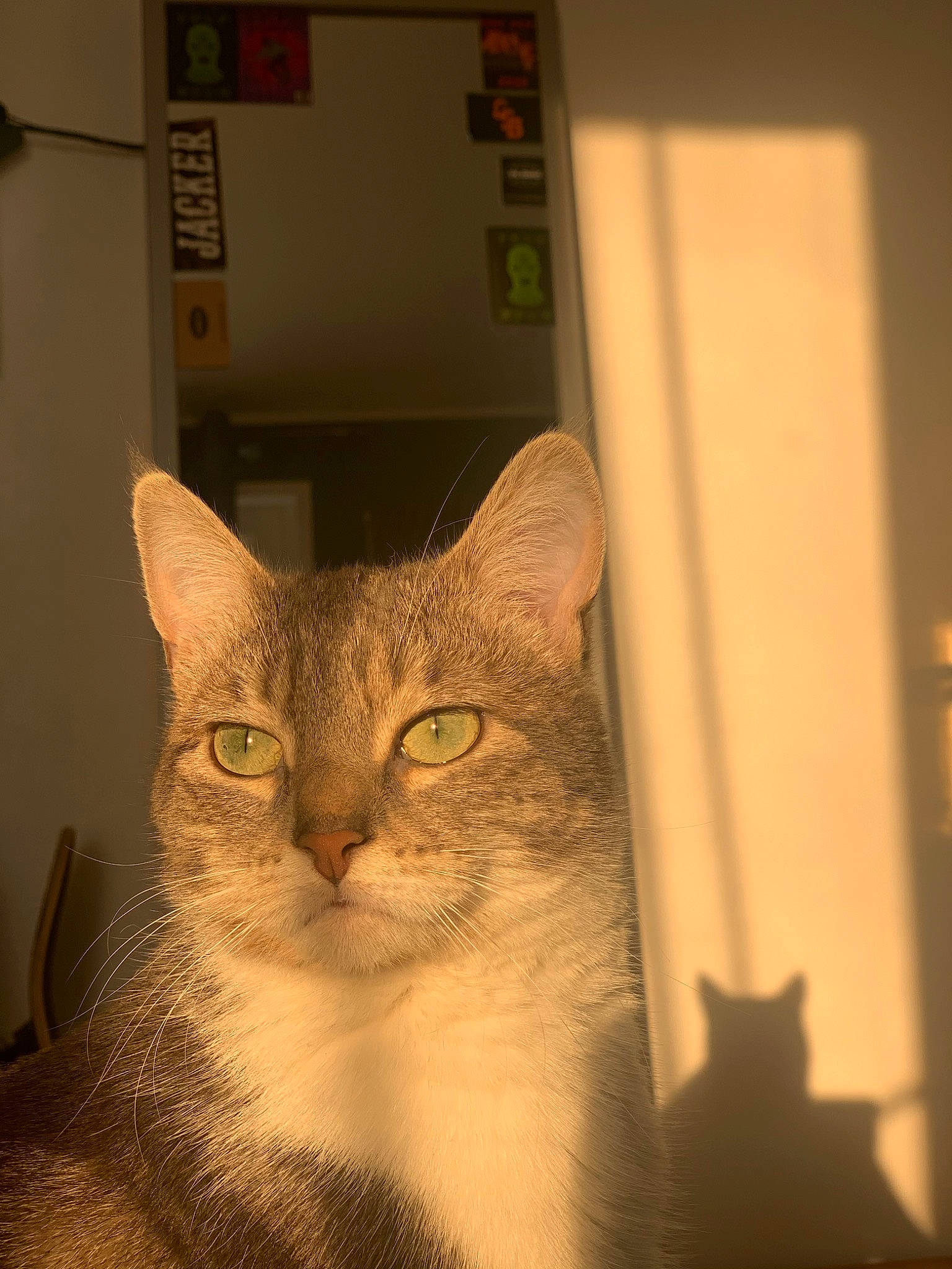 Kira a rejoint le concours — aidez-le/la à gagner de superbes lots ! carnivore, cat, domestic_short_haired_cat, felidae, fur, pet_supply, room, small_to_medium_sized_cats, snout, tail, whiskers, window, wood