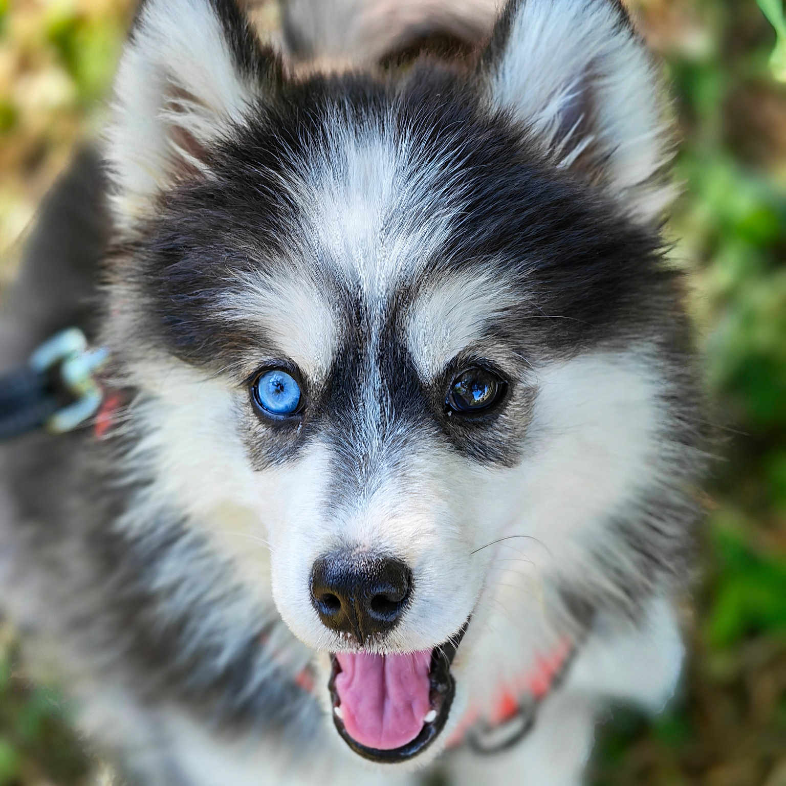 Yuki