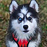 Yuki participe au concours pour gagner de l'argent avec cette photo : dog, puppy, husky, close_up, blue_eye, heterochromia, fur, animal, pet, outdoor, nature, young, canine, mammal, cute, portrait, harness, black_and_white, adorable, fluffy