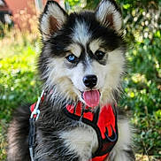 Yuki participe au concours pour gagner de l'argent avec cette photo : puppy, dog, animal, outdoor, nature, greenery, harness, tongue_out, fluffy, cute, young_dog, heterochromia, black_and_white, pet, canine, sitting, portrait, fur, playful, sunlight