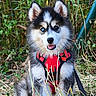 Yuki a rejoint le concours — aidez-le/la à gagner de superbes lots ! dog, puppy, husky, blue_eye, brown_eye, red_harness, grass, outdoor, nature, fur, pet, animal, cute, sitting, leash, canine, portrait, young, playful, ears
