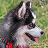dog, puppy, siberian_husky, blue_eyes, fur, tongue_out, red_harness, side_profile, outdoor, grass, pet, canine, animal, cute, fluffy, nature, young, portrait, alert, happy