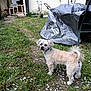 dog, grass, yard, outdoor, pet, small_dog, fur, collar, curled_tail, tarp, chair, porch, garden_tools, boxes, white_petals, dirt, greenery, building, backyard, curious