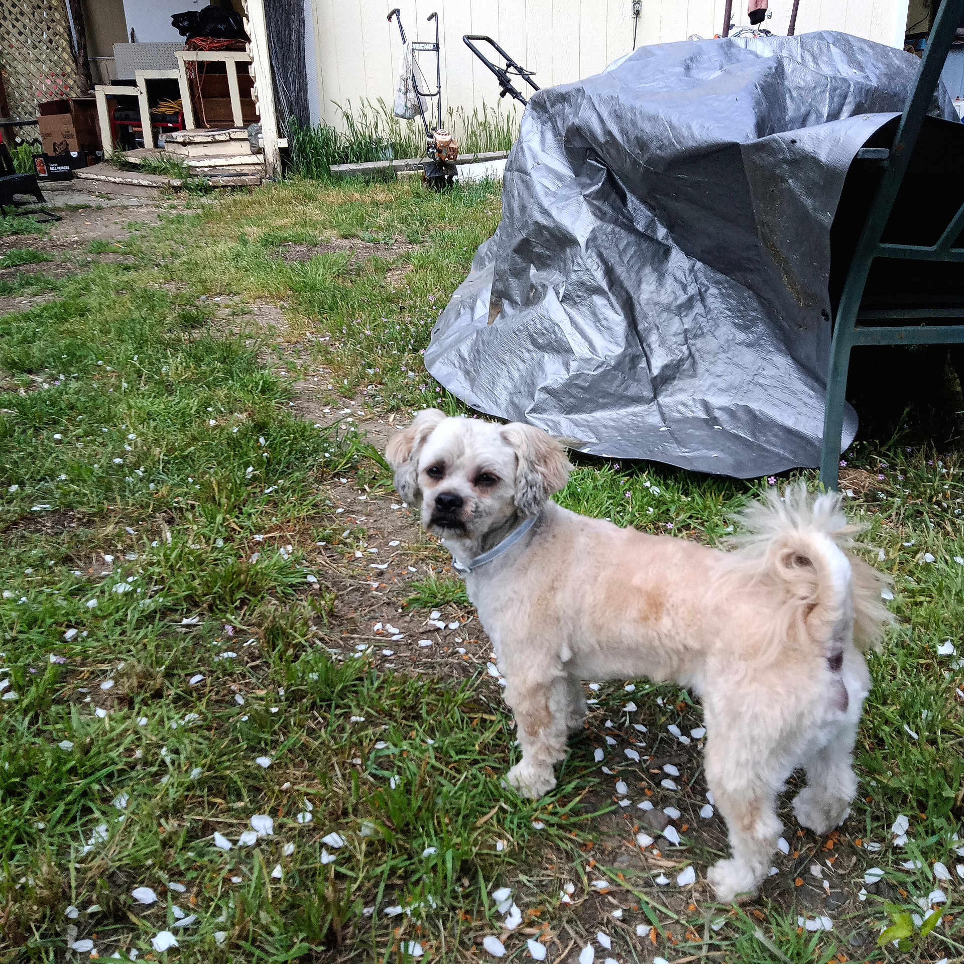 Thor joined the competition — help win amazing prizes! backyard, boxes, building, chair, collar, curious, curled_tail, dirt, dog, fur, garden_tools, grass, greenery, outdoor, pet, porch, small_dog, tarp, white_petals, yard