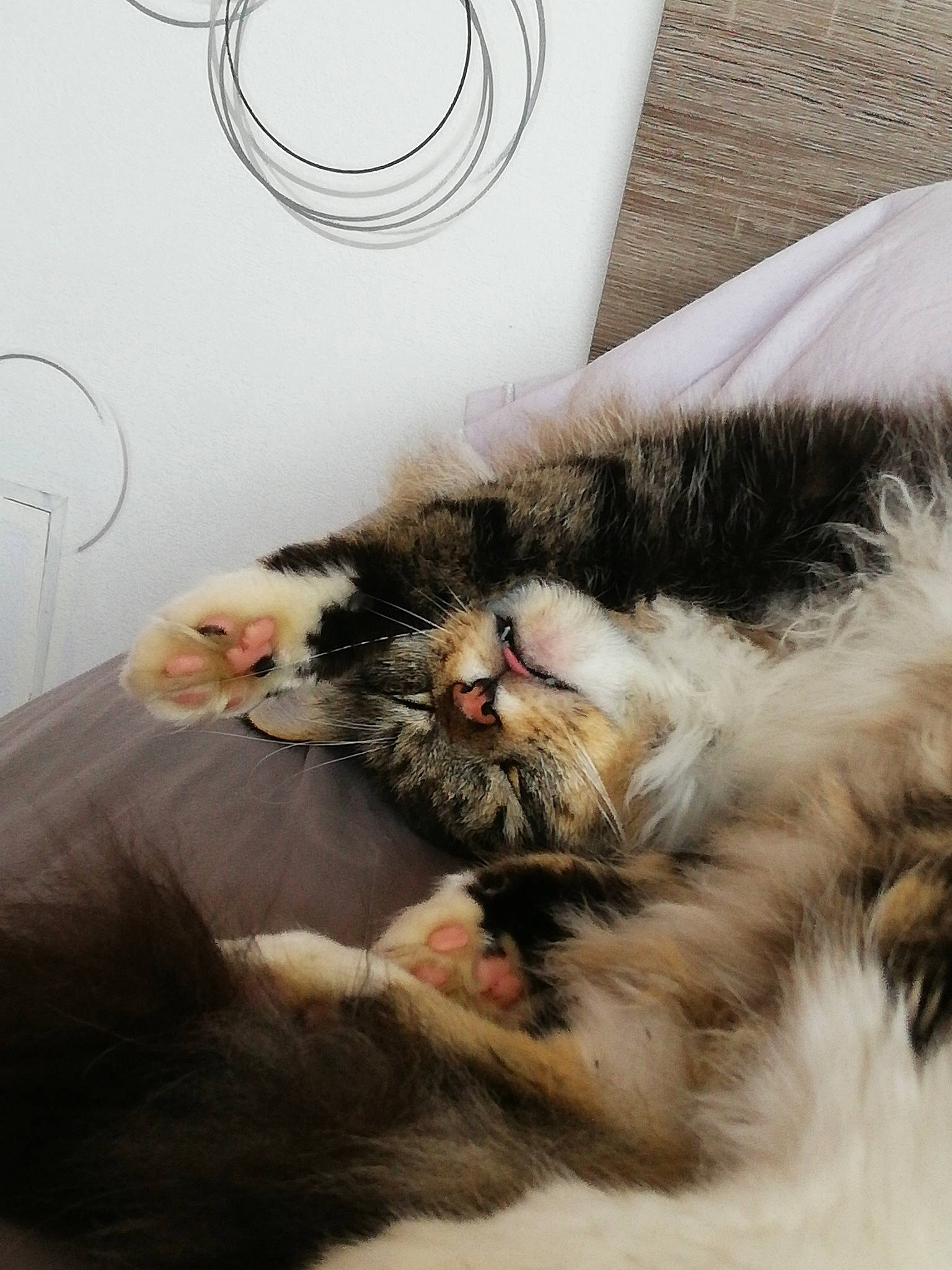 Noisette a rejoint le concours — aidez-le/la à gagner de superbes lots ! british_longhair, british_semi_longhair, carnivore, cat, claw, domestic_long_haired_cat, ear, fawn, felidae, fur, kitten, maine_coon, norwegian_forest_cat, paw, persian, small_to_medium_sized_cats, snout, whiskers