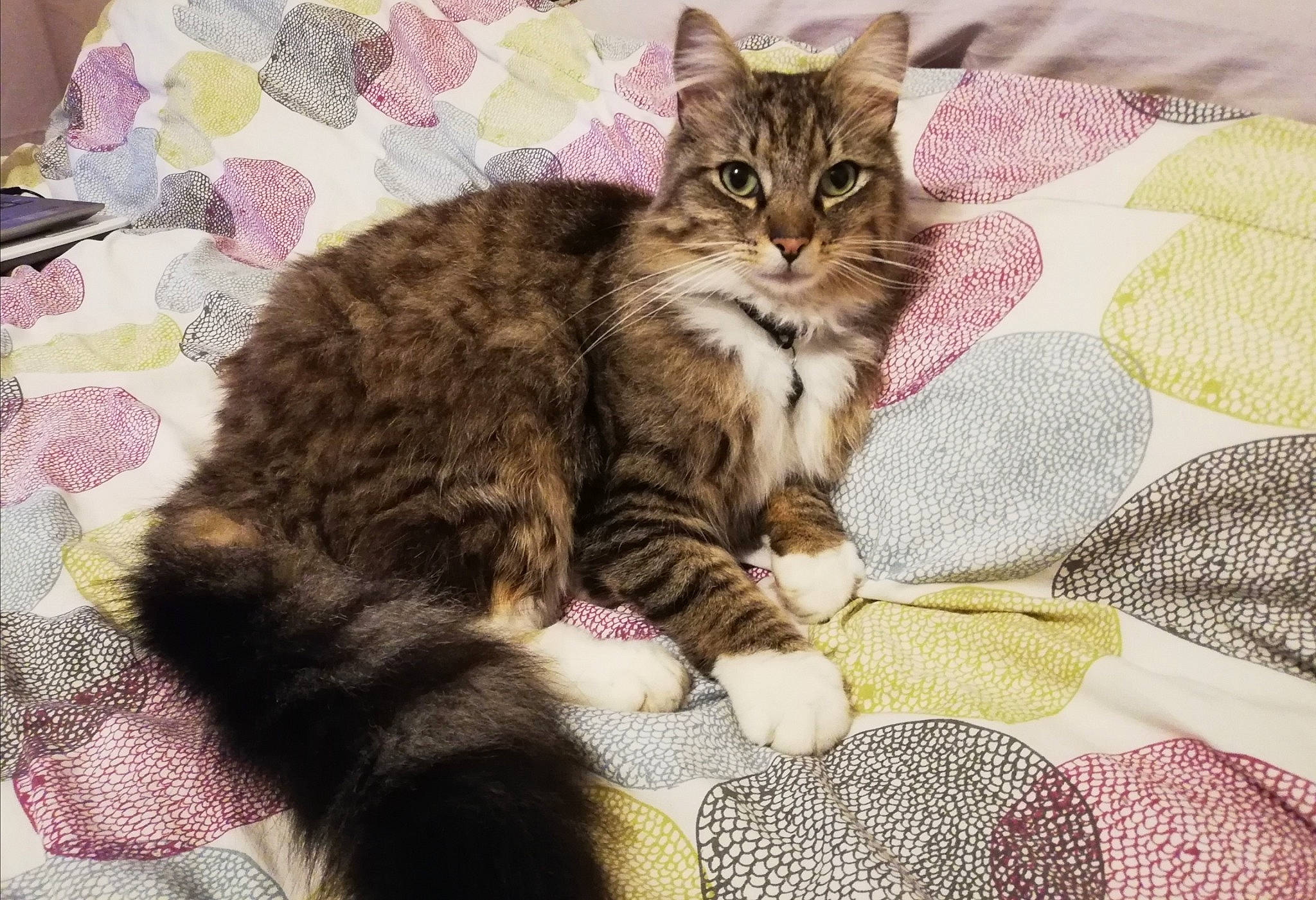 Noisette a rejoint le concours — aidez-le/la à gagner de superbes lots ! american_shorthair, american_wirehair, asian, australian_mist, carnivore, cat, domestic_short_haired_cat, dragon_li, european_shorthair, eye, felidae, fur, kitten, maine_coon, mammal, norwegian_forest_cat, pixie_bob, small_to_medium_sized_cats, tabby_cat, whiskers