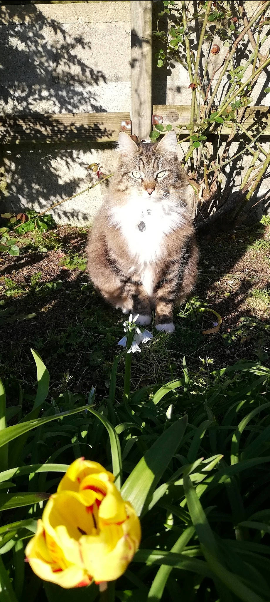 Noisette participe au concours pour gagner de l'argent avec cette photo : botany, british_semi_longhair, carnivore, cat, domestic_long_haired_cat, european_shorthair, felidae, flower, fur, grass, kitten, maine_coon, norwegian_forest_cat, plant, siberian, small_to_medium_sized_cats, sunlight, tree, whiskers, wild_cat