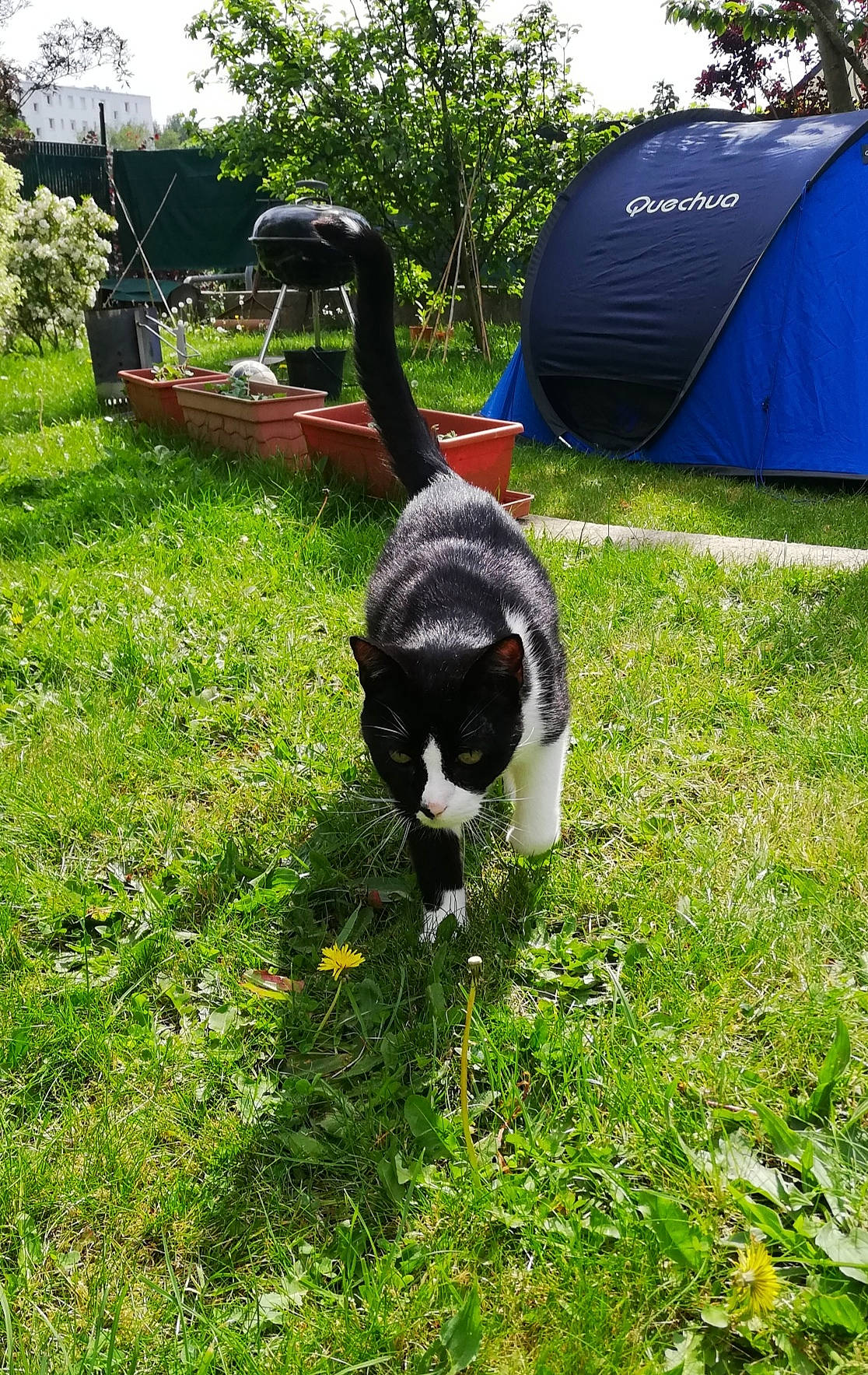 Cacahouète participe au concours pour gagner de l'argent avec cette photo : carnivore, cat, domestic_short_haired_cat, felidae, grass, lawn, plant, small_to_medium_sized_cats, tail