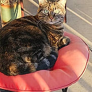 Amadeus joined the competition — help win amazing prizes! animal, cat, chair, curious, cushion, daylight, domestic_cat, feline, green_eyes, metal, outdoor, patio, pet, relaxing, resting, seat, shadow, striped, sunlight, tabby