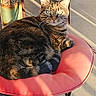 animal, cat, chair, curious, cushion, daylight, domestic_cat, feline, green_eyes, metal, outdoor, patio, pet, relaxing, resting, seat, shadow, striped, sunlight, tabby