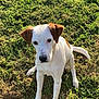 Moly participe au concours pour gagner de l'argent avec cette photo : dog, white_dog, brown_ears, grass, outdoor, pet, animal, canine, sunlight, nature, sitting, looking, cute, friendly, young_dog, mammal, domestic_animal, playful, alert, daylight