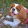 Zoe participe au concours pour gagner de l'argent avec cette photo : carnivoran, cavalier_king_charles_spaniel, companion_dog, dog, dog_breed, dog_breed_group, dog_like_mammal, english_cocker_spaniel, english_springer_spaniel, king_charles_spaniel, russian_spaniel, snout, spaniel, sporting_group, welsh_springer_spaniel