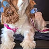Zoe participe au concours pour gagner de l'argent avec cette photo : carnivoran, cavachon, cavalier_king_charles_spaniel, cavapoo, cockapoo, companion_dog, dog, dog_breed, dog_breed_group, dog_like_mammal, king_charles_spaniel, puppy, puppy_love, snout, spaniel, sporting_group, vertebrate