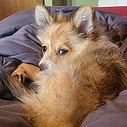 Nelson a rejoint le concours — aidez-le/la à gagner de superbes lots ! dog, puppy, fluffy, brown, cozy, blanket, indoor, pet, cute, fur, ears, tail, resting, curious, animal, companion, home, relaxing, closeup, snuggled
