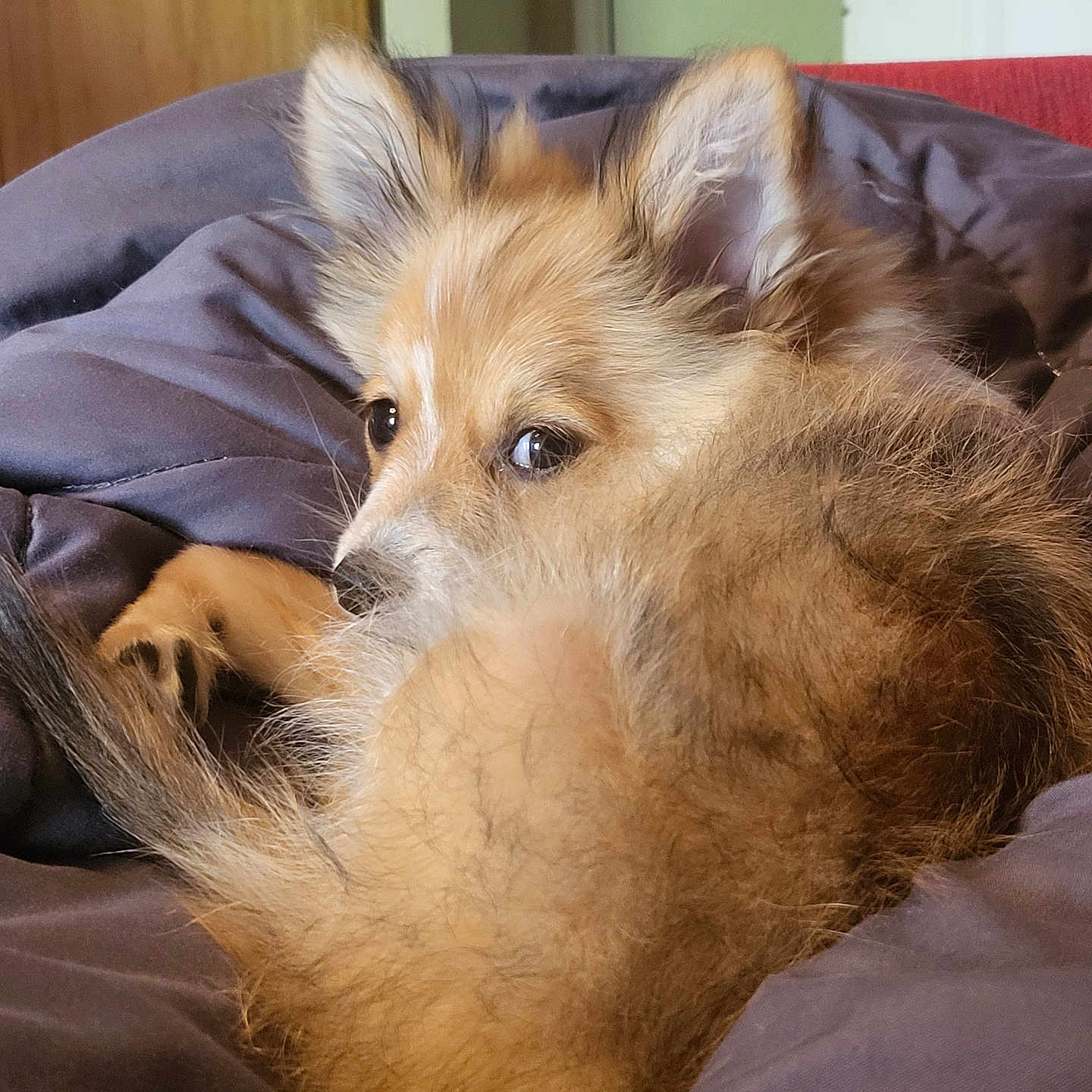 Nelson a rejoint le concours — aidez-le/la à gagner de superbes lots ! dog, puppy, fluffy, brown, cozy, blanket, indoor, pet, cute, fur, ears, tail, resting, curious, animal, companion, home, relaxing, closeup, snuggled
