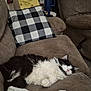 Oreo Waters is registered to the contest to win money with this photo: cat, sleeping, couch, pillow, black_and_white, fluffy, indoor, pet, feline, relaxing, cozy, fur, home, living_room, comfort, resting, animal, domestic, cute, napping