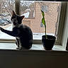 animal, backyard, black_and_white, blinds, cat, flowerpot, home, houseplant, indoors, open_mouth, paw, pet, portrait, sitting, snow, tuxedo_cat, whiskers, window, windowsill, winter