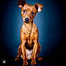 dog, puppy, sitting, portrait, studio, brown_fur, floppy_ears, head_tilt, large_eyes, black_nose, front_view, animal, pet, canine, domestic_dog, blue_background, dramatic_lighting, centered_composition, full_body, serious_expression
