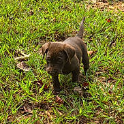Boone joined the competition — help win amazing prizes! adorable, animal, brown, canine, cute, dog, exploring, fur, grass, ground, leaf, nature, outdoor, pet, playful, puppy, small, sunlight, walking, young