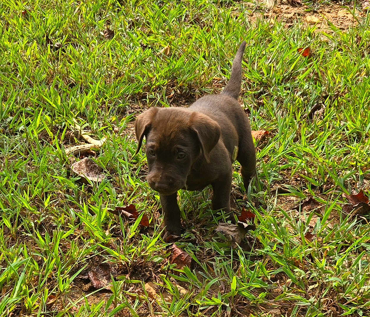 Boone