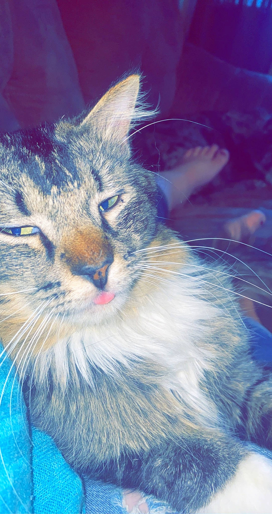 Bobbie joined the competition — help win amazing prizes! carnivore, cat, claw, domestic_short_haired_cat, electric_blue, eye, felidae, fur, human_body, paw, sky, small_to_medium_sized_cats, snout, terrestrial_animal, whiskers, wildlife, window