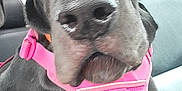 Shugz joined the competition — help win amazing prizes! animal, black_dog, canine, car_interior, closeup, companion_animal, cute, dog, domestic_animal, friendly, harness, indoor, leather_seat, mammal, pet, pet_accessory, pink_harness, portrait, seat, vehicle