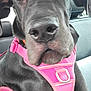 animal, black_dog, canine, car_interior, closeup, companion_animal, cute, dog, domestic_animal, friendly, harness, indoor, leather_seat, mammal, pet, pet_accessory, pink_harness, portrait, seat, vehicle