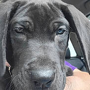 Shugz is registered to the contest to win money with this photo: animal, black_fur, car_interior, close_up, cute, dog, domestic_animal, ears, expression, face, fur, hand, nose, person, pet, puppy, seat, whiskers, window, young