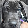 animal, black_fur, car_interior, close_up, cute, dog, domestic_animal, ears, expression, face, fur, hand, nose, person, pet, puppy, seat, whiskers, window, young