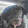 Shugz is registered to the contest to win money with this photo: animal, backseat, black_dog, canine, car_interior, closeup, collar, dog, ears, fur, indoor, leash, mouth, pet, resting, seat, seatbelt, sky, transportation, window
