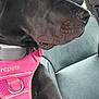 Shugz joined the competition — help win amazing prizes! animal, black_dog, calm, canine, car_seat, close_up, dog, domestic_animal, indoors, leather_seat, looking_away, pet, pet_accessory, pink_harness, resting, seatbelt, side_profile, sitting, travel, vehicle_interior