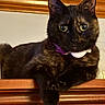 animal, cat, closeup, collar, curious_eyes, domestic_cat, ears, feline, fur, furniture, indoors, looking_at_camera, muzzle, pet, portrait, purple_collar, resting, tortoiseshell, whiskers, wooden_surface