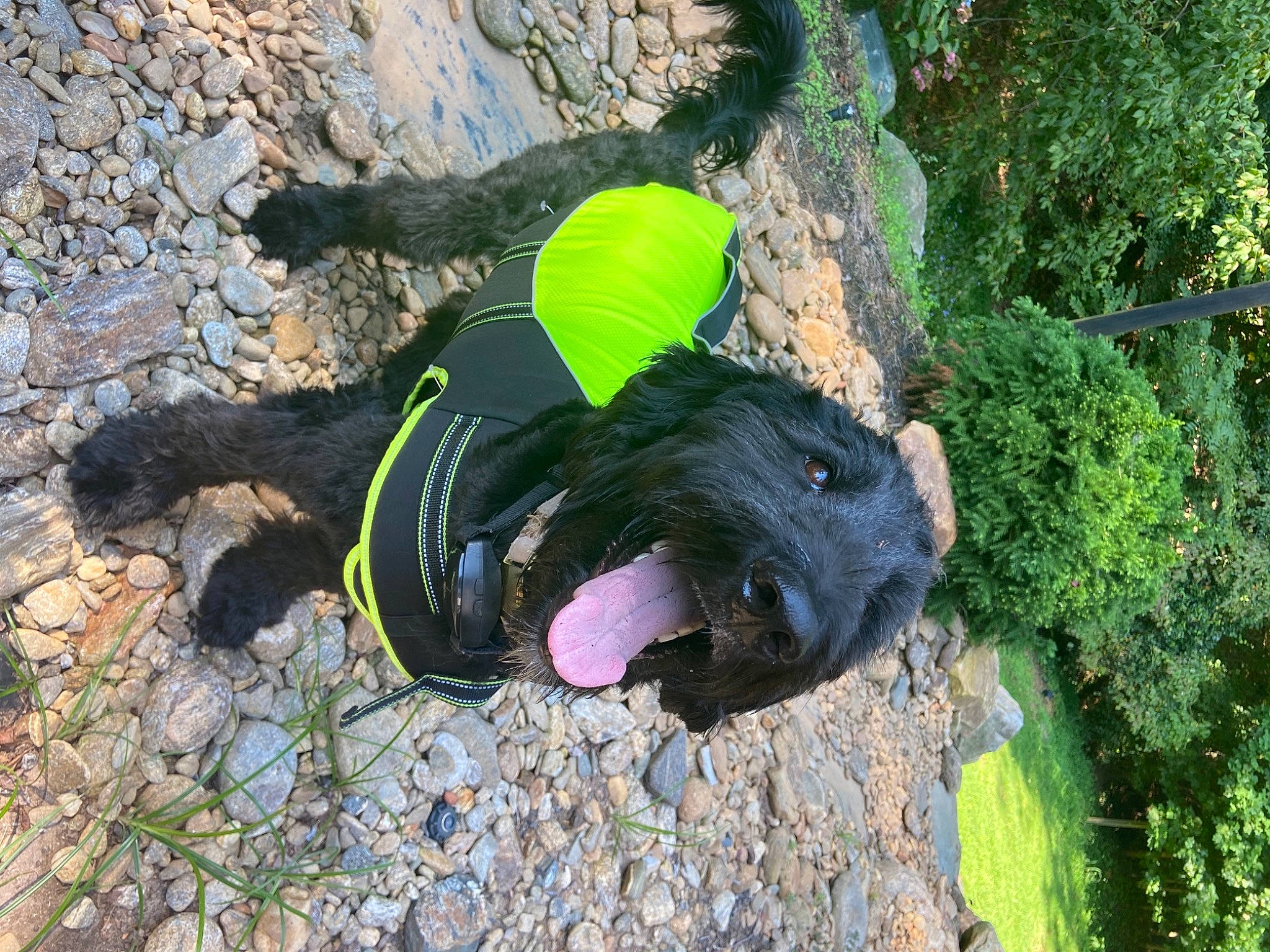 Merlot is registered to the contest to win money with this photo: adventure, canidae, carnivore, dog, dog_breed, dog_supply, fur, grass, personal_protective_equipment, plant, rock, shrub, snout, soil, sporting_group, tail, toy, tree, trunk, working_animal